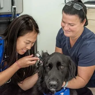 Dr. Mac looking into a black dog’s ear while a team member steadies the dog