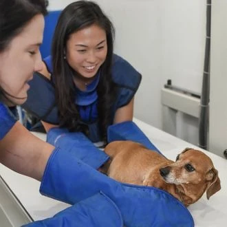 Two team members in protective X-ray gear positioning a small brown dog