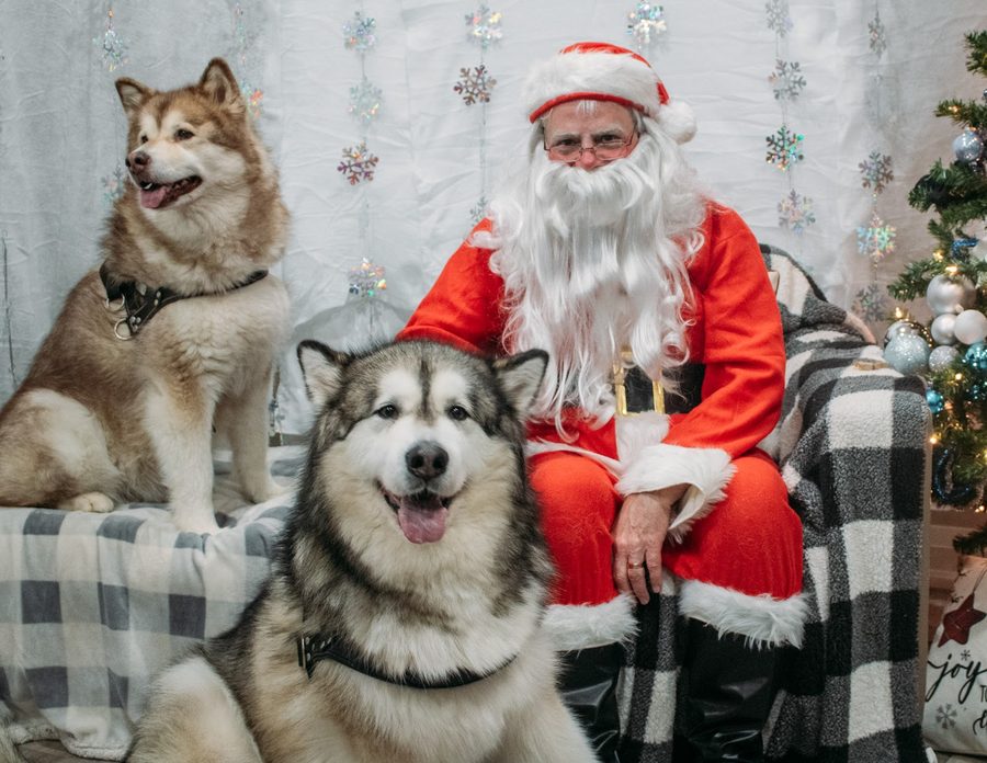 A pet posing with Santa at Mac Animal Clinic