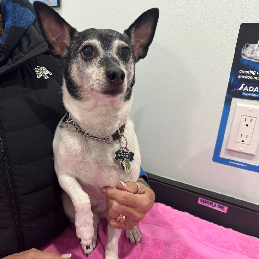 senior-dog-certified-vet-s4-2