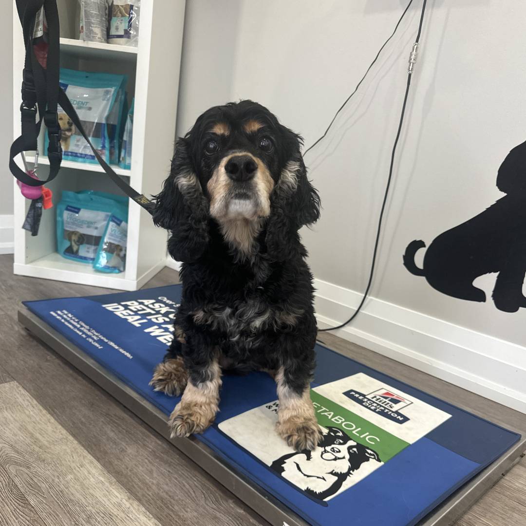 senior-dog-certified-vet-s4-3