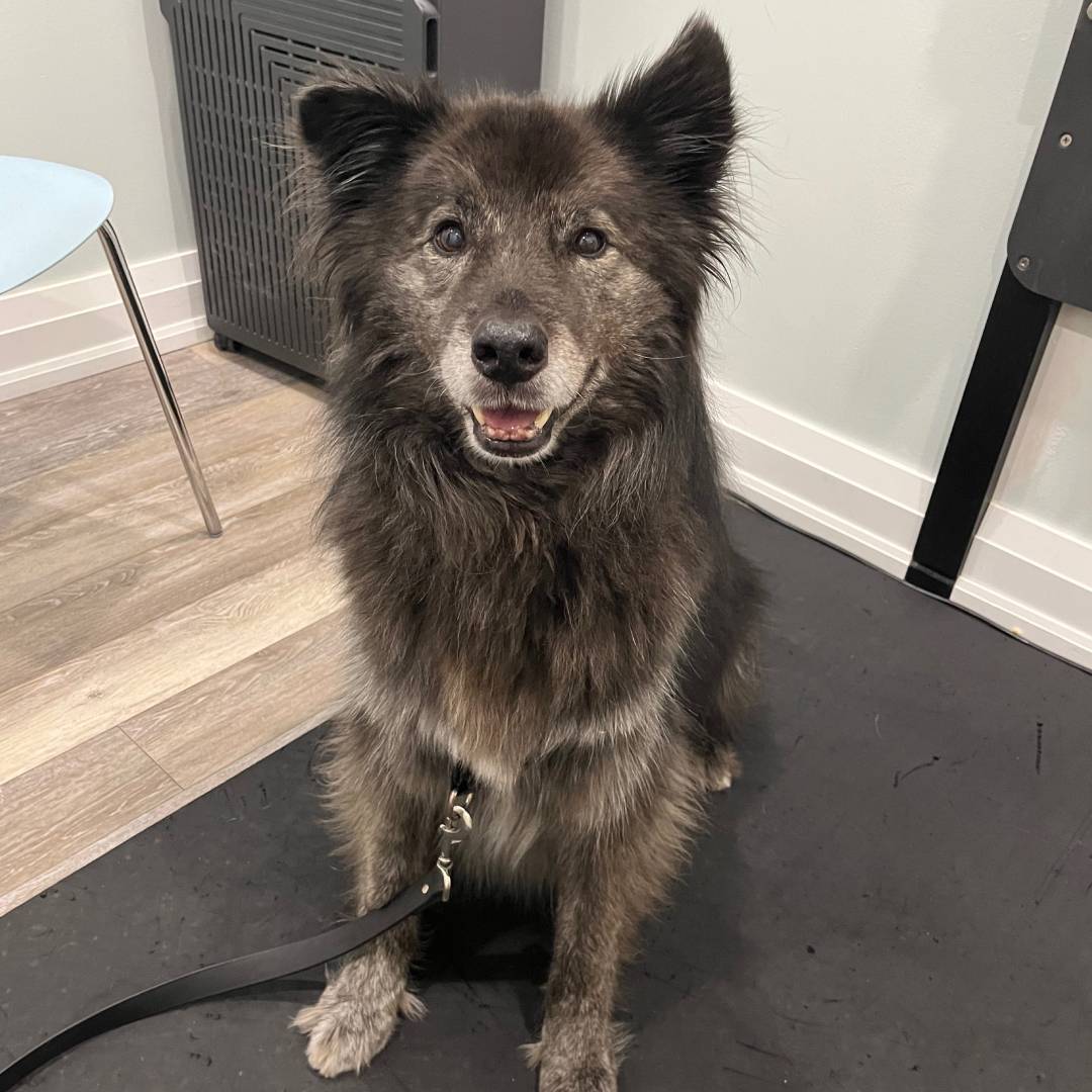 senior-dog-certified-vet-s4-4